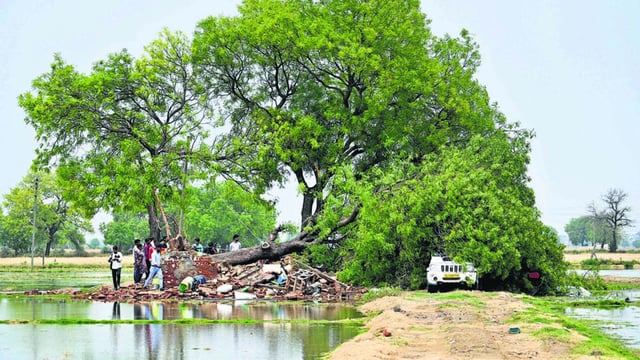 The collapsed house under an uprooted Neem tree at Kharkhari Nahar Village in Najafgarh on Friday morning. (Vipin Kumar/HT photo)