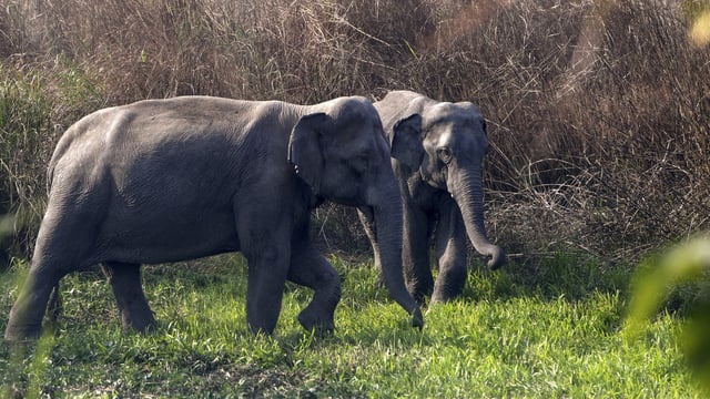 The carcasses of the three elephants were found in the Palengshi Beat area in Panbari range.