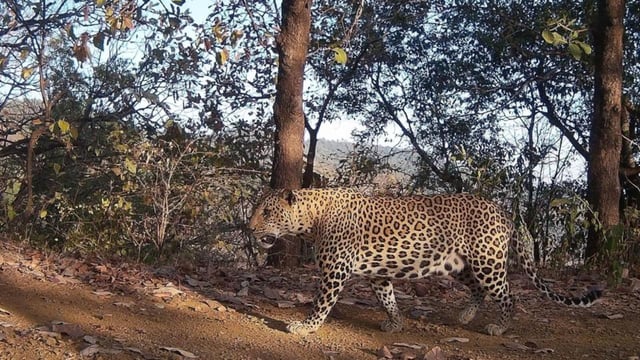 36 leopardess, 16 leopards, and 2 more whose gender could not be identified, were recorded through cameras deployed in the forest.