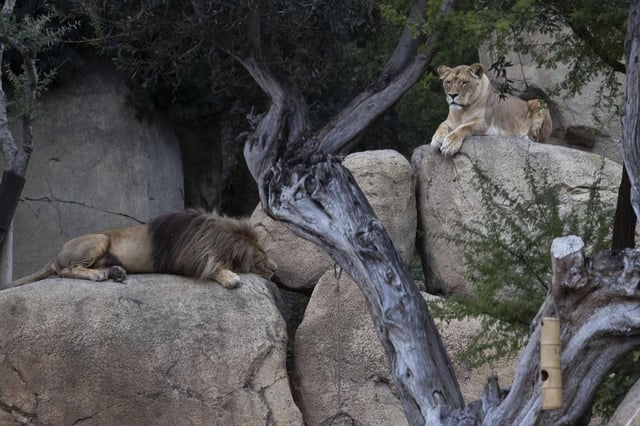 Bioparc ha presentado un plan para ampliar los terrenos del parque zoológico.