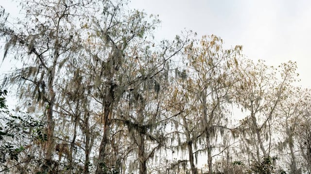A man was killed in a suspected wildlife attack in southwest Florida near the Big Cypress Wildlife Management Area, the FWC said.