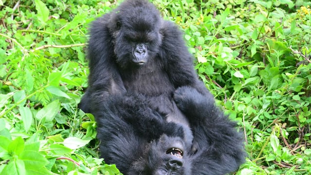 gorillas