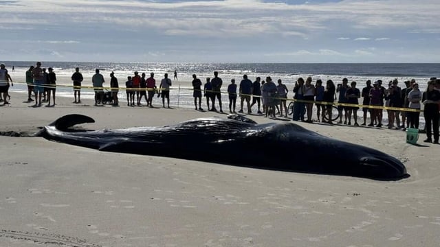 The whale, a juvenile pygmy sperm whale, was discovered resting still on the island's northern shore.