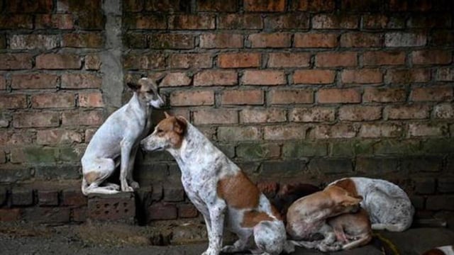 As per the figures shared by the state health department, there have been 22 deaths due to rabies despite receiving vaccine in the state since 2021. (AFP)
