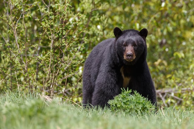 Black bear (Shutterstock)