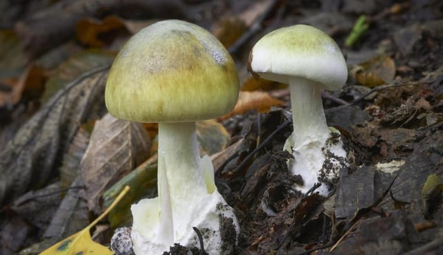 The states’s chief health officer Dr Christian McGrath urged Victorians not to pick and eat wild mushrooms unless they are an expert.