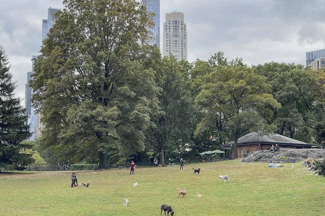 Dogs in Central Park.
