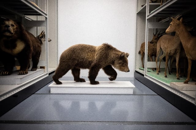 L’ourse des Pyrénées Cannelle dans le laboratoire de taxidermie du Muséum d’histoire naturelle de Toulouse, dans le sud-ouest de la France. À Foix, un chasseur a écopé mardi 6 mai 2025 de quatre mois avec sursis pour avoir tué une ourse lors d’une battue illégale en 2021.