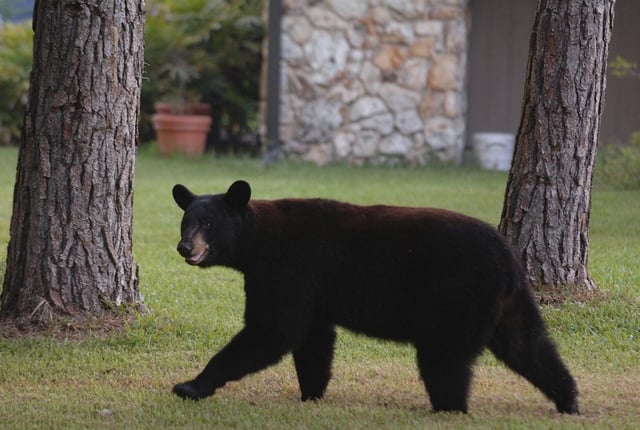 A  Black Bear walks between two homes recently in 2005 at the Springs Community off SR 434 in Longwood.  (Red Huber/Orlando Sentinel)