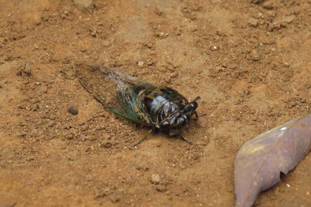A Cicada. Photo: Varghese K James