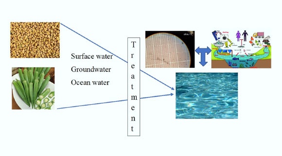 Srinivasan et al. demonstrated that plant-based polysaccharides showed better microplastic removal efficiency than polyacrylamide, which is commercially used for water treatment. Image credit: Srinivasan et al., doi: 10.1021/acsomega.4c07476.