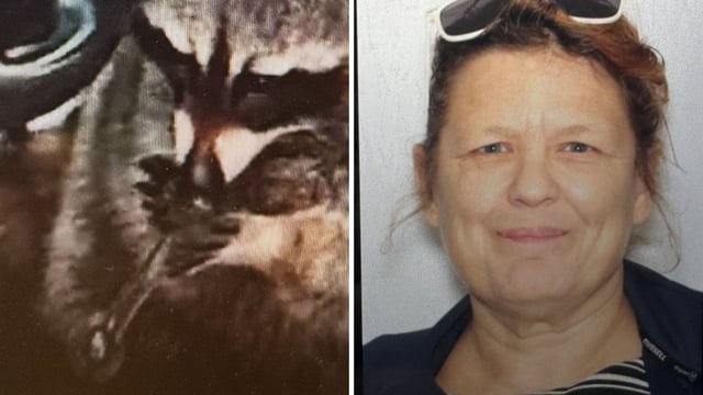 The image shows a pet raccoon named Chewy and its owner. 