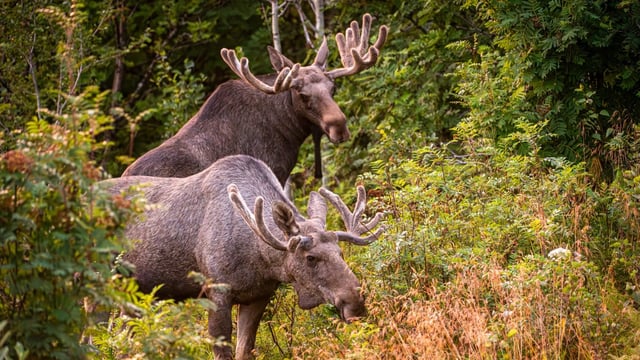 Elk are the heaviest living species of deer, and one of only three types of deer that were formally native to the UK