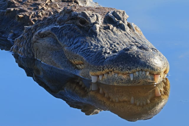 An alligator in the Wakodahatchee Wetlands on January 13, 2025 in Delray Beach, Florida.