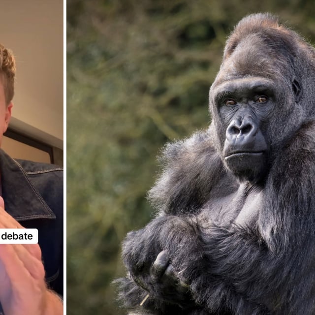 Two images. On the left is a screenshot of a TikTok by Robert Irwin. On the right is a gorilla.