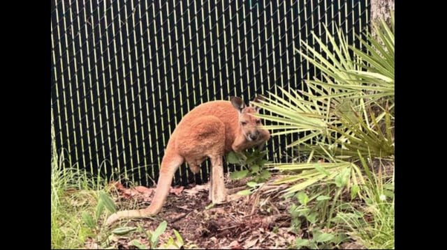 This photo of the captured kangaroo was released by the Florida Fish and Wildlife Conservation Commission. The owner of the animal is being sought.