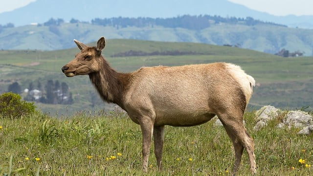 Tule elk at Point Reyes National Seashore