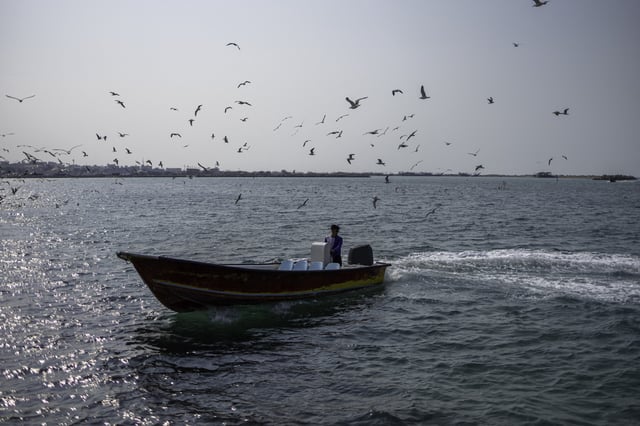 A fisherman steers his boat past a flock of gulls on the Persian Gulf coast in Bushehr, Iran, January 17, 2025.