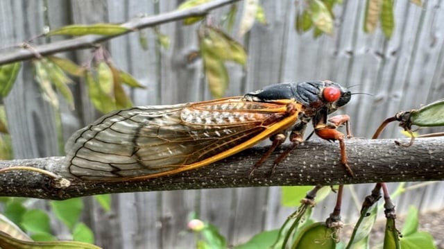 Periodical cicadas are usually black or brown with red or orange eyes. This cicada is a 13-year species from Brood XIX in 2024.