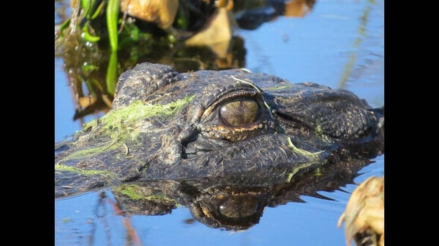 A woman was canoeing in Lake Kissimmee “when she encountered an alligator and went into the water,” Florida investigators say. It’s believed she was killed by the gator (not the one pictured).