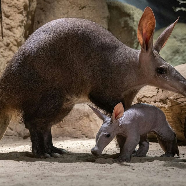 Frida, das Erdferkel-Jungtier, mit ihrer Mutter Memphis im Zoo Berlin-Mitte.