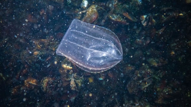 comb jelly