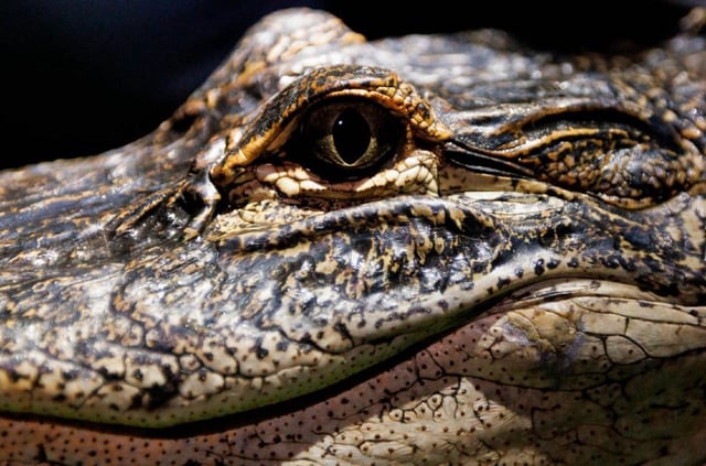 An American alligator sits while researchers collect data during a crocodile and alligator research survey with the University of Florida Croc Docs team Thursday, Nov. 7, 2024, in Everglades National Park. The alligators health is a good indicator of the health of the Everglades.
