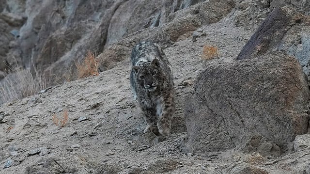 A snow leopard walks across a mountainside at Thiksey village on the outskirts of Leh in India's Ladakh region on February 13, 2024.
