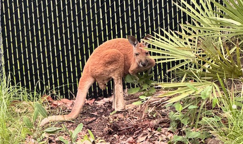 A Kangaroo was seen jumping along Old Hickory Tree Road on Monday in St. Cloud. Exotic wildlife sanctuary in St. Cloud, Amazing Animals, captured the Kangaroo on Monday from a bush off the road and is safely holding the animal at the sanctuary. (Photo courtesy of Amazing Animals CEO Brian Braitsch)