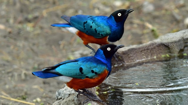 Superb starlings guard each other’s nests and feed each other’s chicks