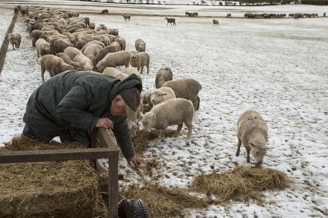 FILE - Farmer Ross Turner feeds his sheep hay in his snow covered paddocks on the outskirts of Christchurch, New Zealand, July 12, 2017. (AP Photo/Mark Baker,File)
