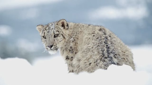 Snow Leopard (Uncia uncia) adult portrait in snow, endangered