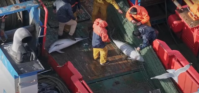 La cubierta de uno de los pesqueros, con los delfines
