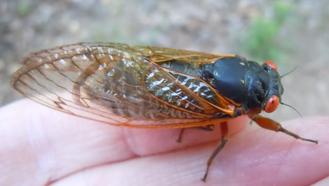 Periodical Cicada. All periodical cicadas have black bodies with red eyes.