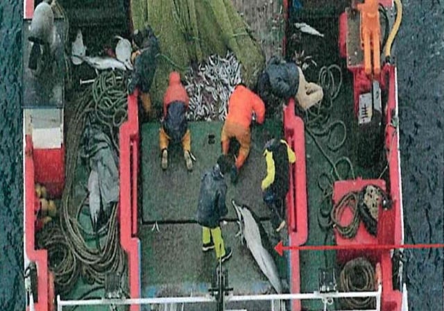 Los delfines en la cubierta del barco denunciado