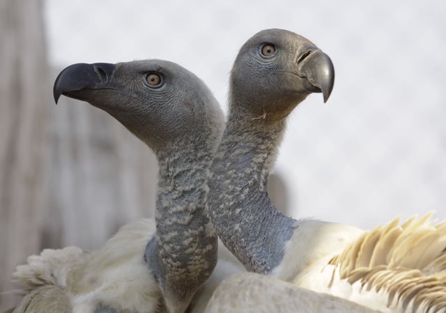 FILE - A pair of Cape vultures is seen in their enclosure at the Vulture Programme at Boekenhoutkloof near Hartbeespoort Dam, South Africa, Wednesday, Sept. 22, 2011. (AP Photo/Denis Farrell, File)