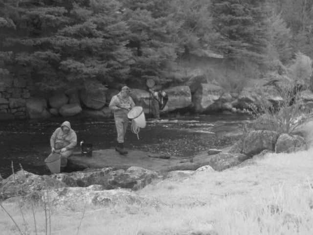 Alleged poachers catch baby eels, or elvers, on the Ingram River in southwestern Nova Scotia earlier this week. 