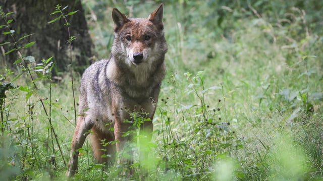 Ein ausgewachsener weiblicher Wolf steht in seinem Gehege im Tierpark.