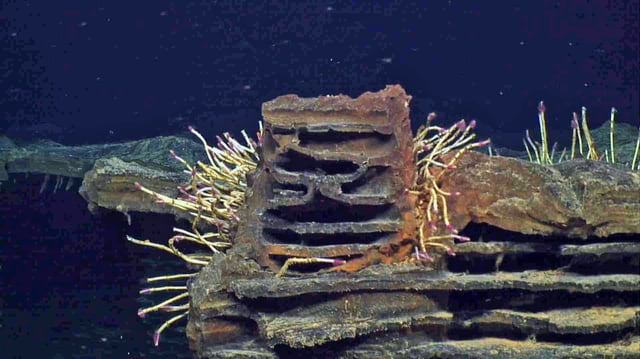 Tubeworms grow on the unique rock formations of the Axial Seamount.