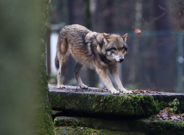 FILE - A European wolf in a wildlife park in Hanau, Germany, Thursday, Dec. 18, 2014. (AP Photo/Michael Probst, File)