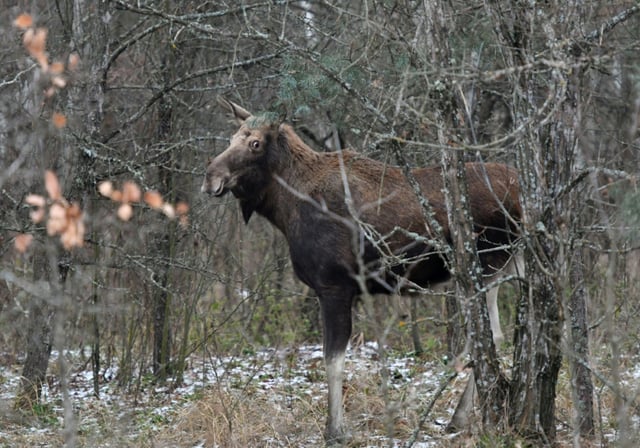 Elks went exctinct from the UK around 3,000 years ago