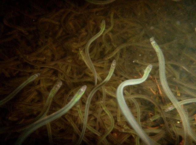 Elvers are juvenile American eels.