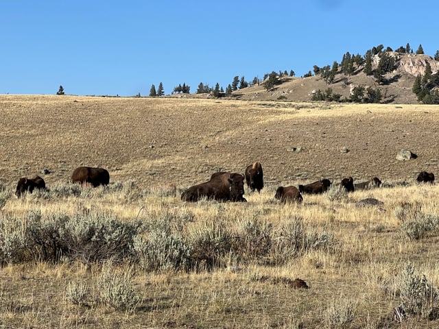 Once nearly extinct, Yellowstone now boasts the largest bison population on public lands, according to the park.