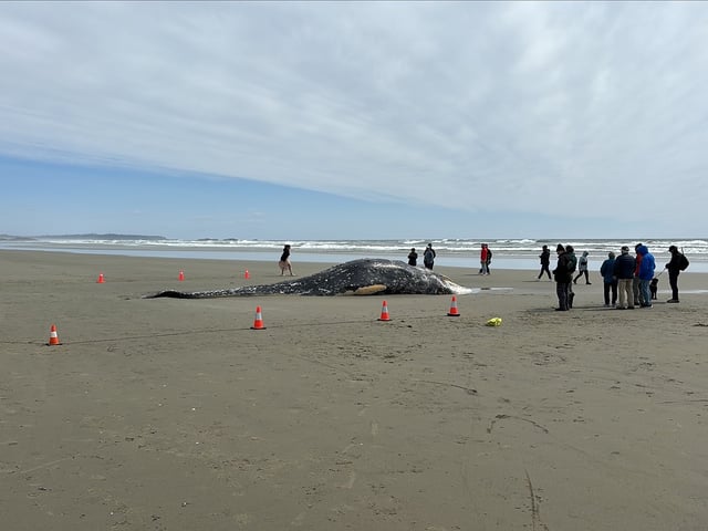 The grey whale washed up on Long Beach on western Vancouver Island on May 7, 2025.