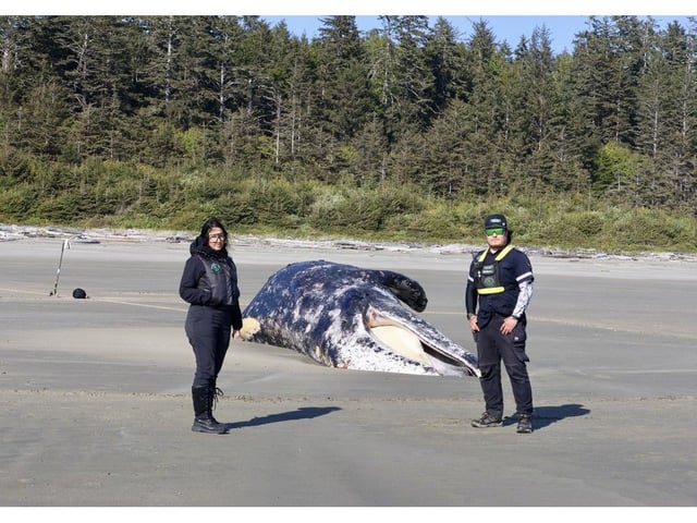  Tla-o-qui-aht Tribal Parks Guardians Gisele Maria Martin and Nate Currie watch over a deceased juvenile gray whale or maa?ak on May 7 at Long Beach in the Pacific Rim National Park Reserve. (Nora O’Malley photo)