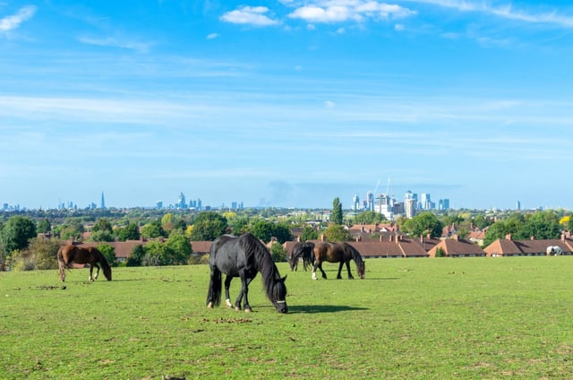 Only a fifth of London&#39;s current green belt is categorised as &#39;open land, forest and water&#39; (Photo: Jelena Mbugua/Getty)
