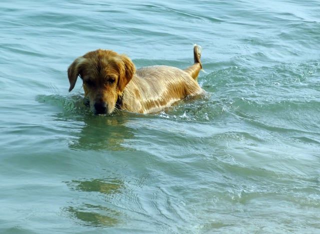 File photo: a dog swims in the sea.
