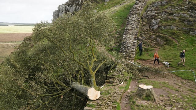 Spaziergänger gehen am illegal gefällten Berg-Ahorn-Baum ("Sycamore Tree") am Hadrianswall in Northumberland (Großbritannien) vorbei. 