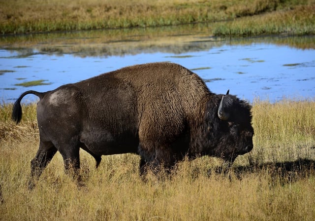 A file photo of a bison grazing on grasses in the Hayden Valley section of Yellowstone National Park in Wyoming.