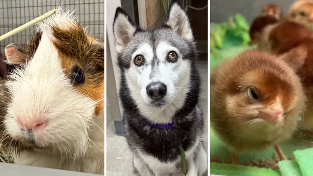 A small portion of the animals taken in Thursday by the San Diego Humane Society.